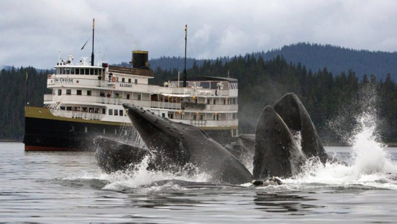 Un-Cruise Adventures