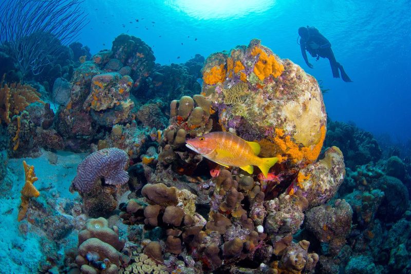 A scuba diver approaches a coral reef in Bonaire.