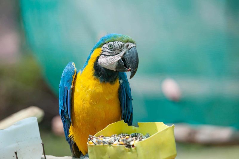 A Brazilian parrot at Santuario Animal de Cochahuasi near Cusco, Peru.