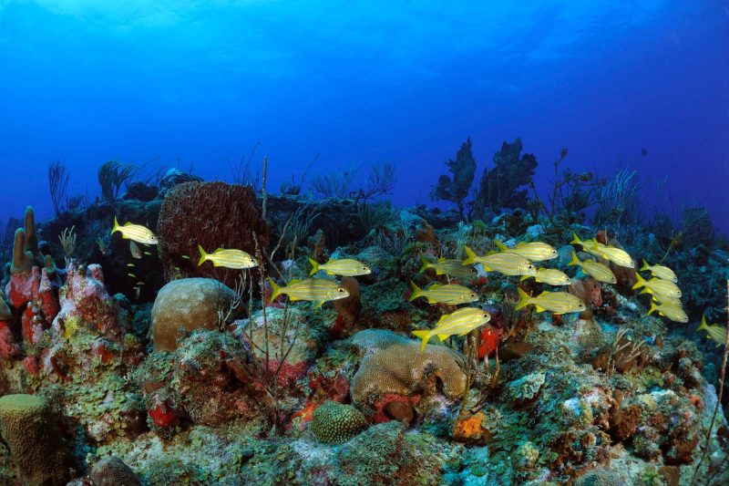 Snorkel or scuba-dive to get a close-up view of tropical fish and coral in the warm waters of St. Eustatius.