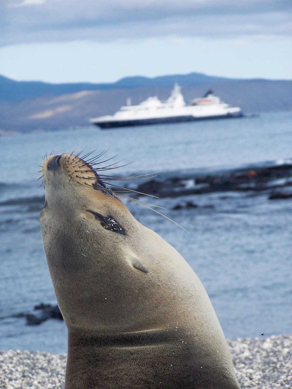 One of the remarkable sea lions seen in the Galapagos during a Celebrity cruise.