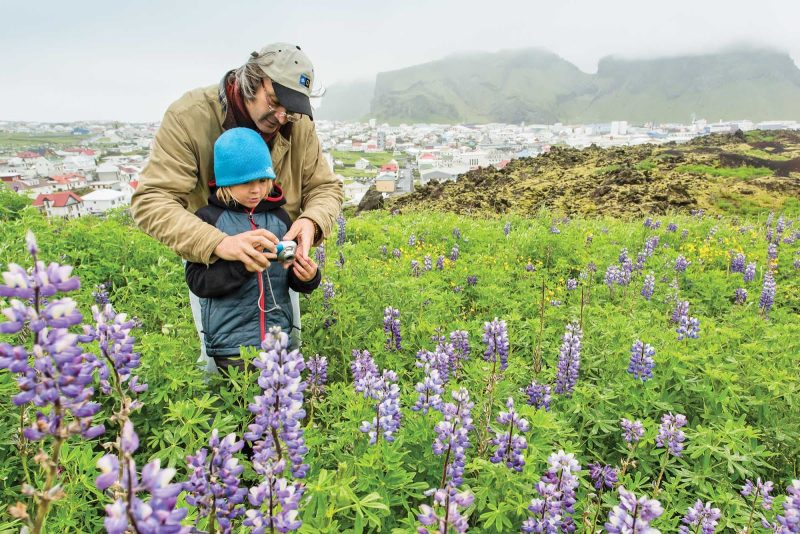 A father and son take photos in the beautiful flowered fields of Heimaey, Vestmannaeyjar, Iceland.