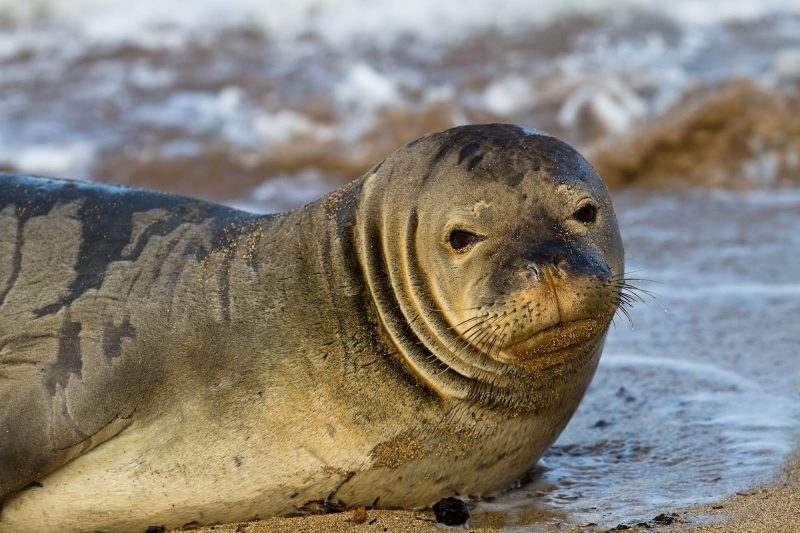 A monk seal on Lanai, Hawaii.