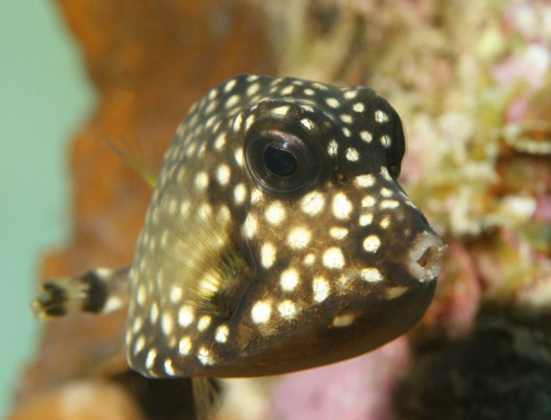 A tropical fish shows off its spots in a coral reef in Bonaire.