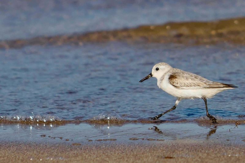 A sandpiper on the beach in Lanai, Hawaii.