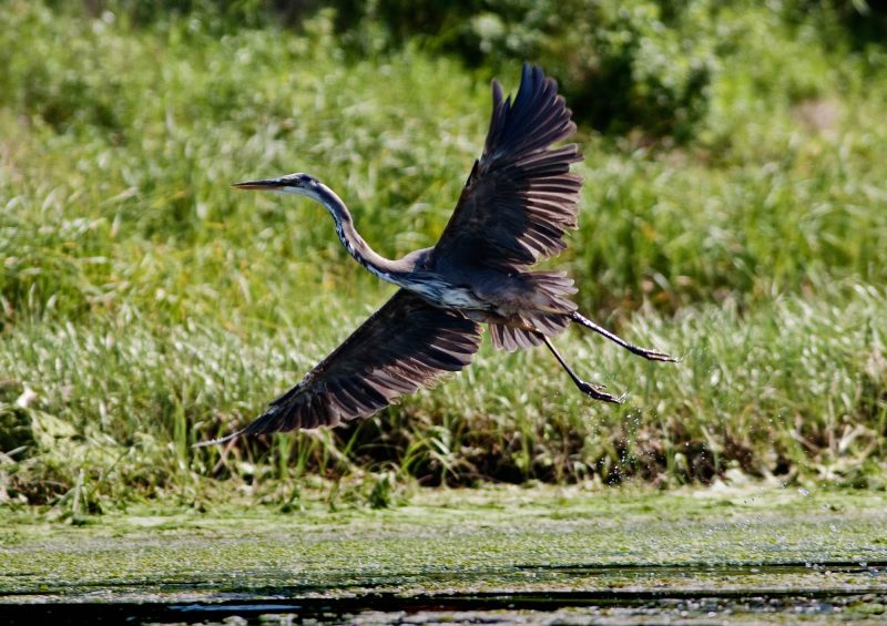 A blue heron glides above wetlands in Atlantic Canada.