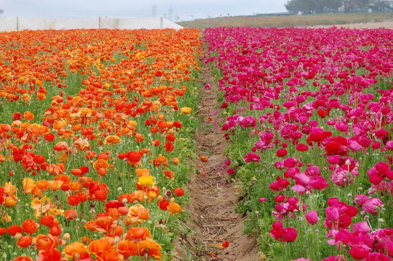 See buttercup ranunculus in different hues at the Flower Fields at Carlsbad Ranch near San Diego.