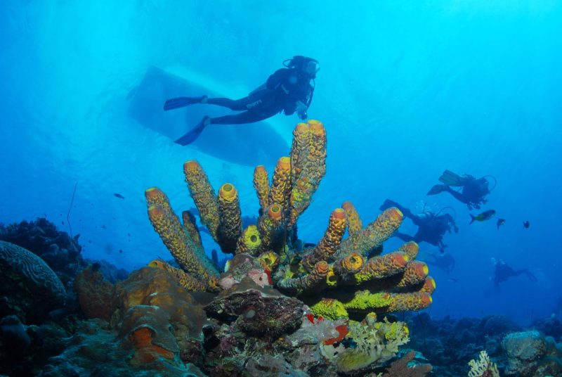Scuba divers pass a bed of coral in the warm tropical waters of Bonaire.