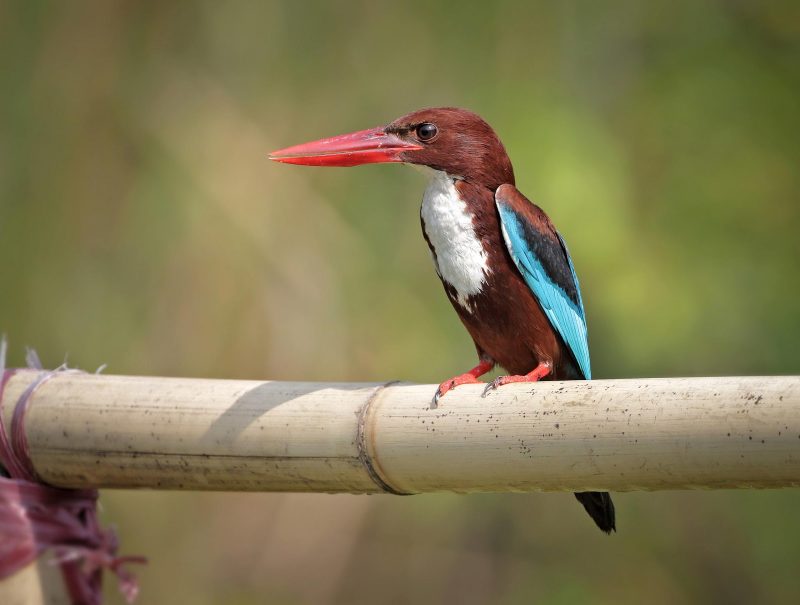 A white-throated kingfisher spotted in the seaport of Chittagong, Bangladesh.