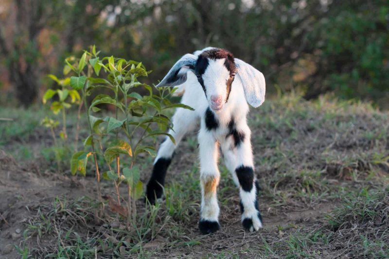 A young, striking-looking goat explores his surroundings in Quill/Boven Park, on the small island of St. Eustatius.