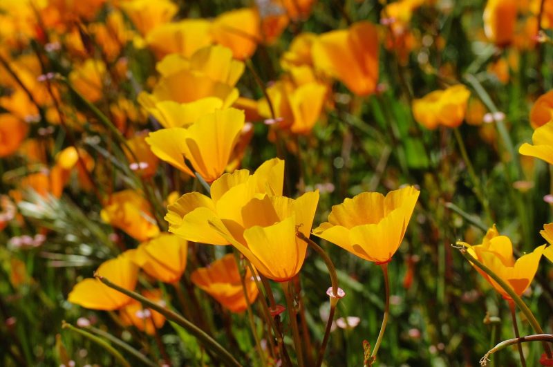 You can see golden poppies, or California poppies, growing in fields and grasslands throughout California.