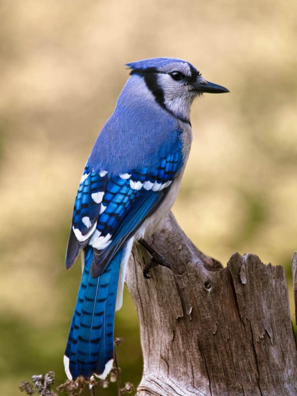 A blue jay alights on a tree stump in Atlantic Canada.