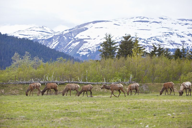 See the Mendenhall Wetlands State Game Refuge in Juneau, Alaska, during an excursion on Regent Seven Seas Cruises.