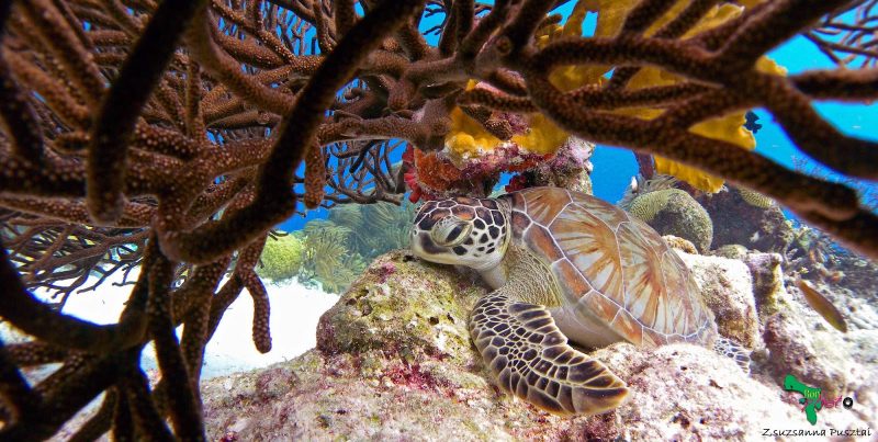 A sea turtle in the reef in Bonaire in the Southern Caribbean.