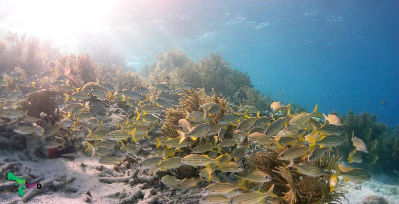 A school of tropical fish in one of Bonaire's countless coral reefs.