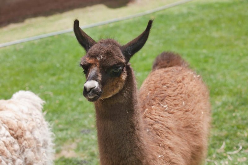 A llama at Awana Kancha near Cusco, Peru.