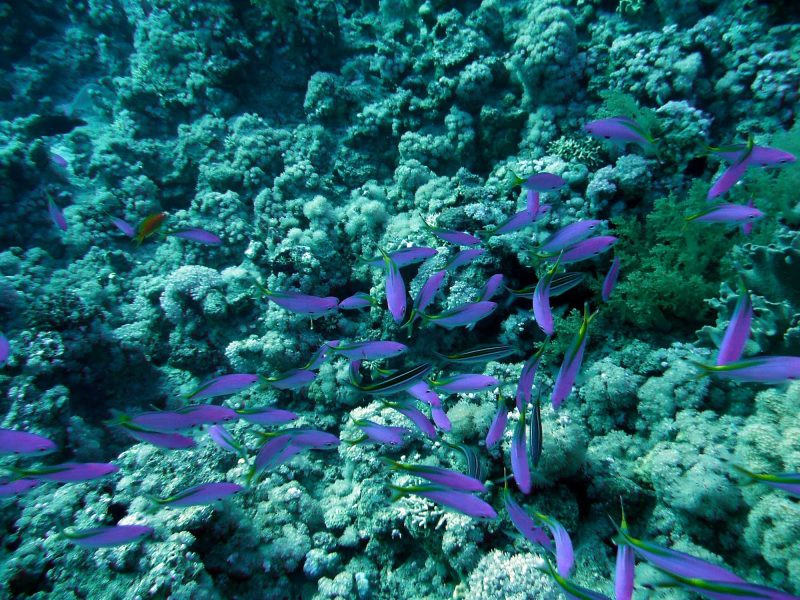 Tropical fish in the Red Sea of Egypt.
