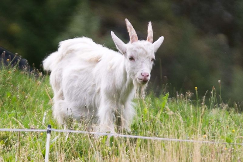 Mountain goat on a turf roof at the Norse Nature Center in Hardanger, Eidfjord, Norway.