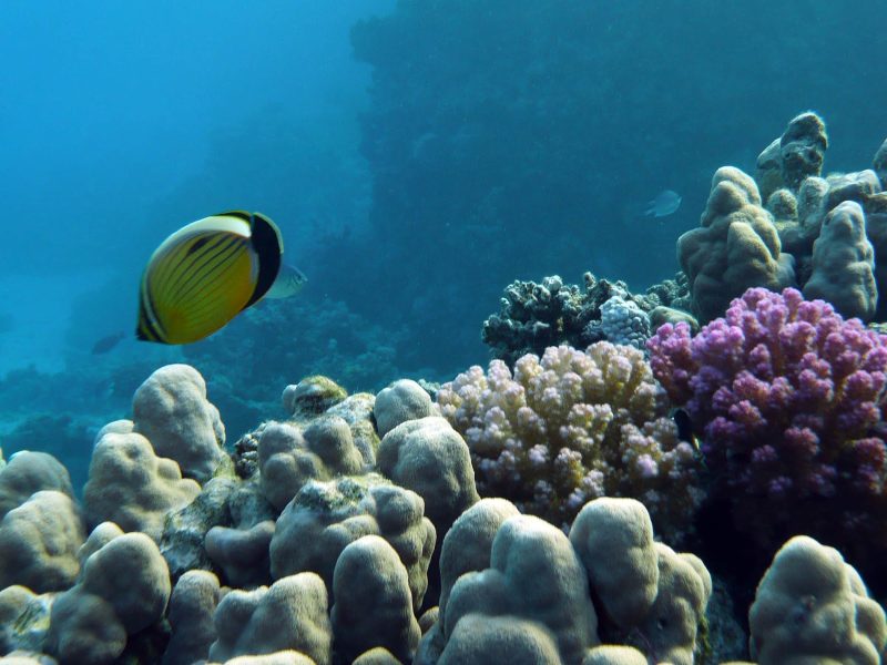 Tropical fish in the Red Sea of Egypt.