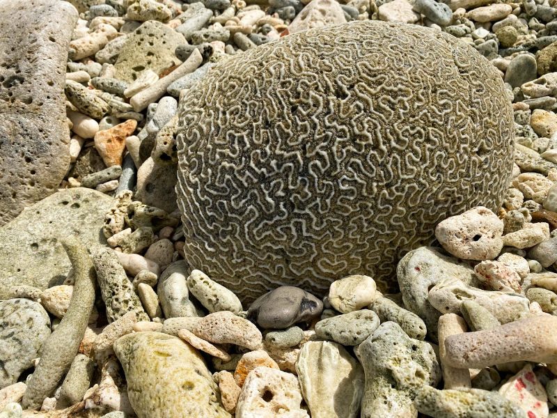 A brain coral washed up on the beach in Bonaire.