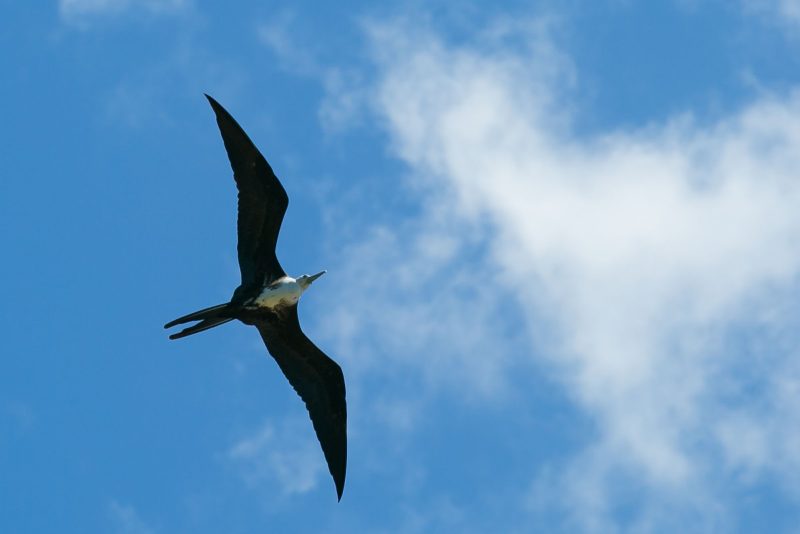 A shorebird circles above in Dominica.