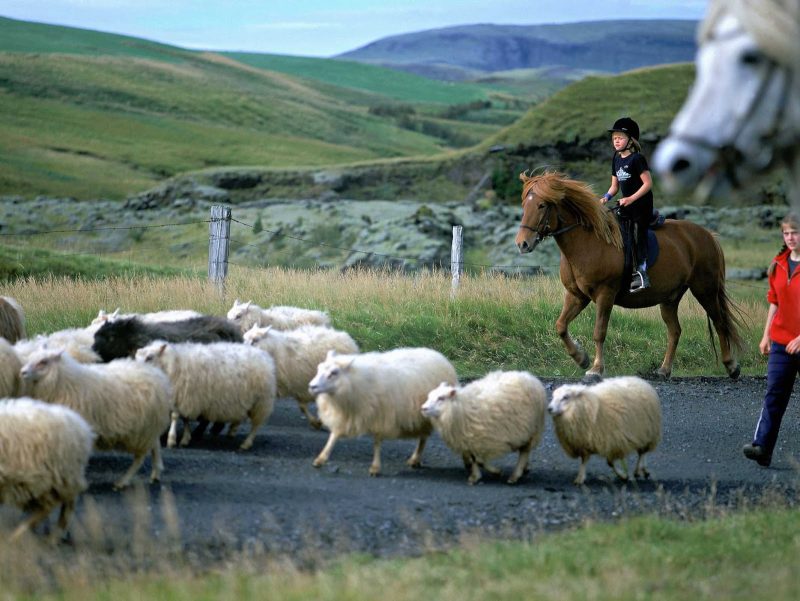 Icelandic sheep are descendants of animals exported from Europe.