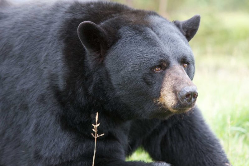 A black bear at the Zoo Sauvage de St-Felicien in Quebec, Canada.