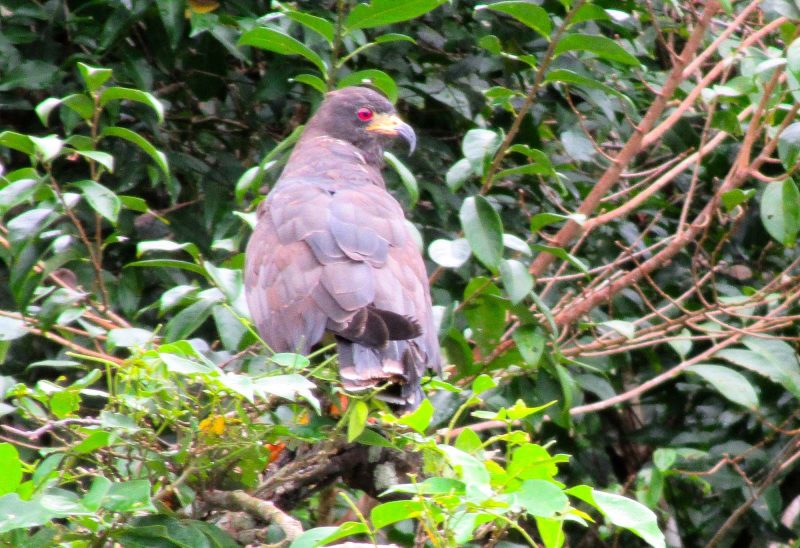 A snail kit hawk on Gatun Lake in Panama. 