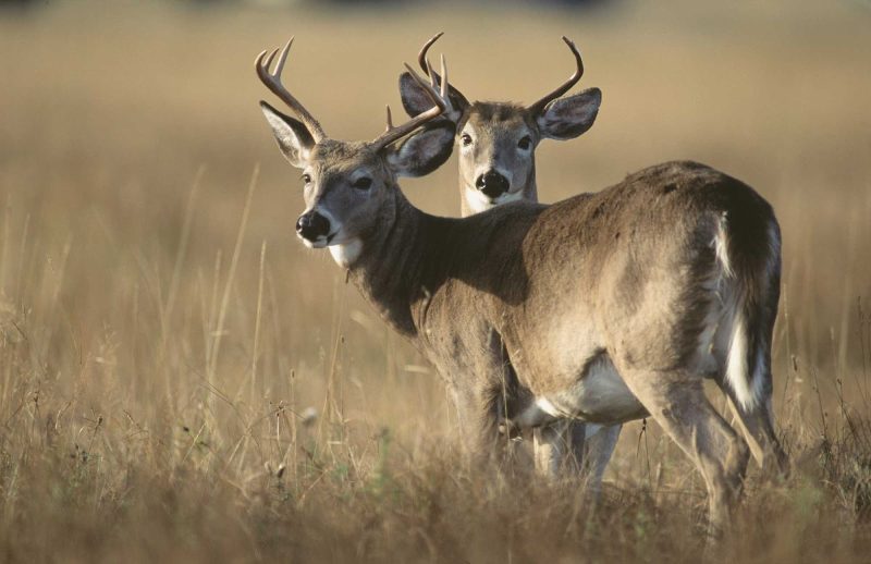 A sighting of white-tailed deer in Duplessis (Cote-Nord), Quebec, Canada.