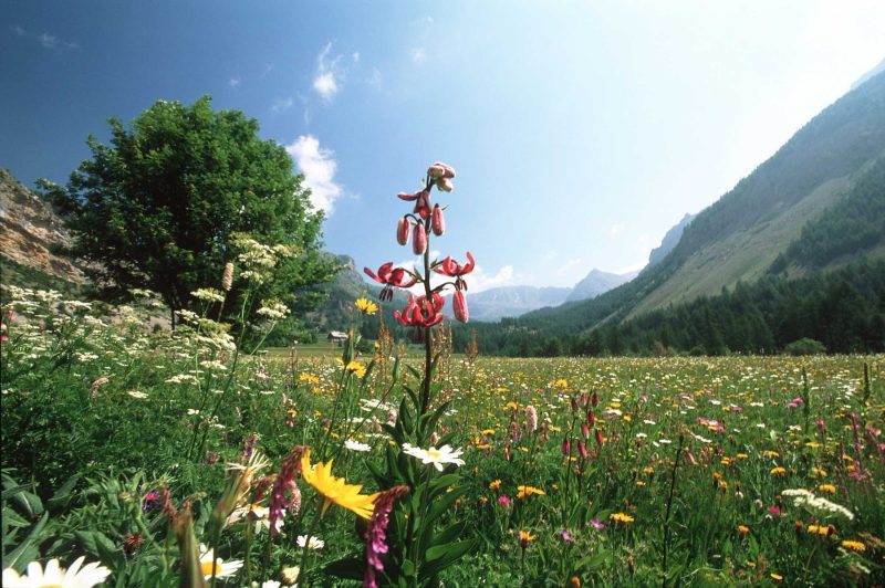 Mercantour National Park in southern France is home to more than 2,000 species of flowering plants.