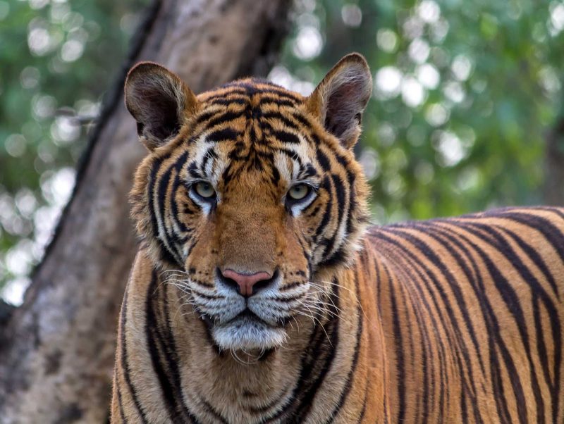 The Bengal tiger is found chiefly in India with smaller groups in China, Myanmar, Bangladesh, Nepal and Bhutan. About 2,500 live in the wild.