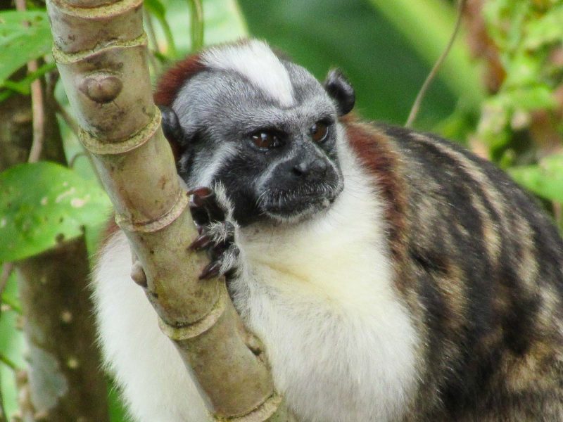  A Tamarin or titi monkey considers whether to approach a tourist boat at Monkey Island in Panama. 