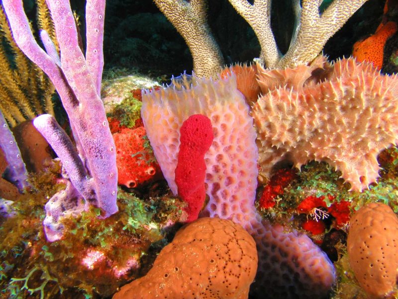 Even beginner snorkelers can see wonderful marine life at Statia National Marine Park, St. Eustatius.