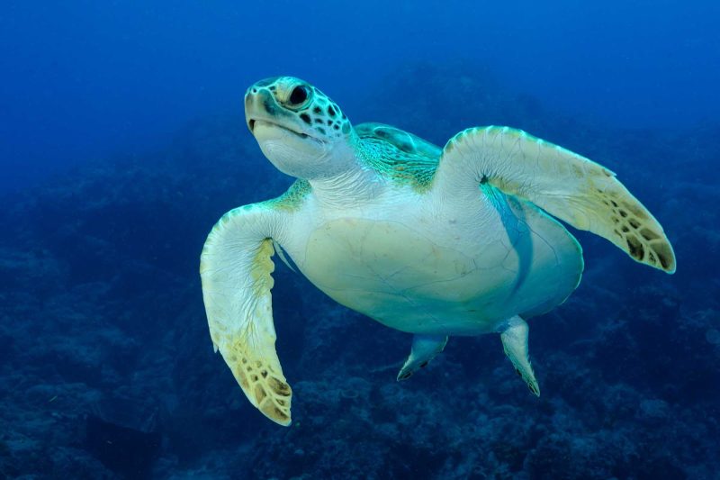 A scuba diver caught this shot of a sea turtle exploring the protected ocean reefs in St. Eustatius.
