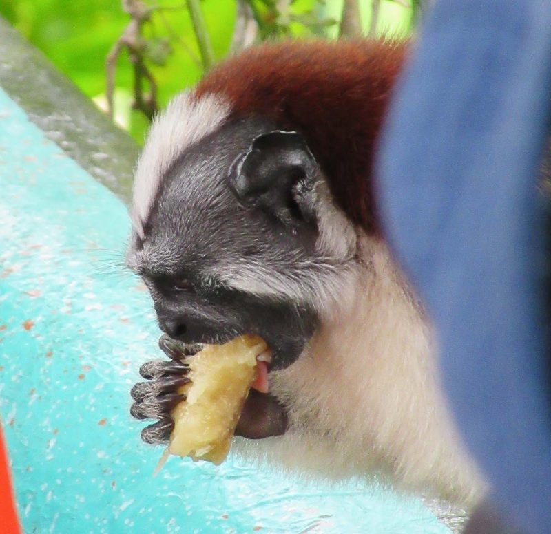 A Tamarin or titi monkey enjoys a treat after hopping onto our boat at Monkey Island in Panama.