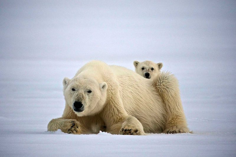 See heart-tugging interactions between a polar bear and her cub as you travel to Svalbard in northern Norway with Hurtigruten Fram.