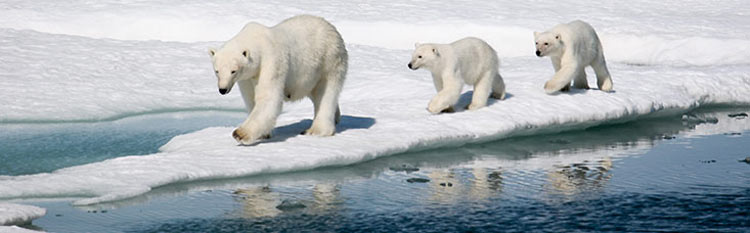 Polar bears in the Arctic: See them on a special Northwest Passage sailing on Crystal Serenity.