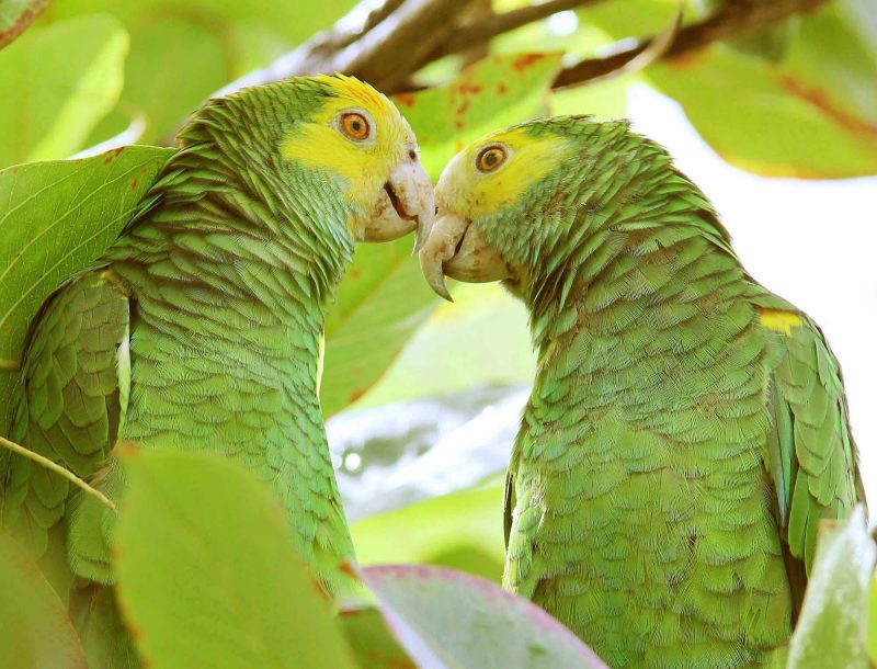 Vividly colored green parrots in Bonaire.