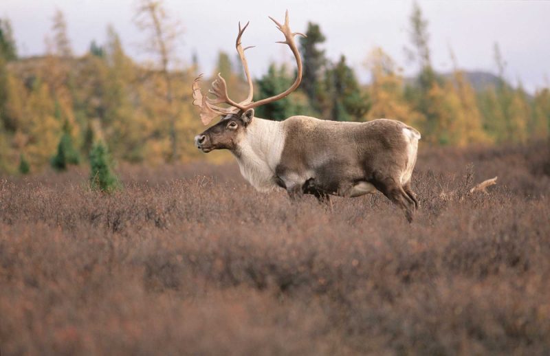 Travel in Nunavik to take in the great outdoors of northern Quebec Ñ and an occasional caribou.