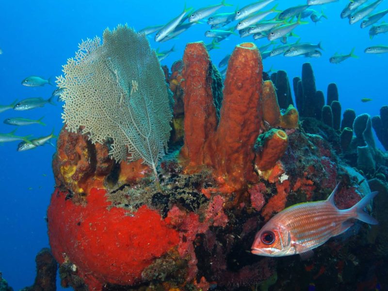 St. Eustatius created Statia National Marine Park to protect the coral reefs surrounding the island.
