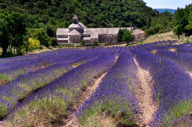 The lovely 12th-Century Sénanque Abbey is one of the best places to see the famed lavender fields of Provence, France.