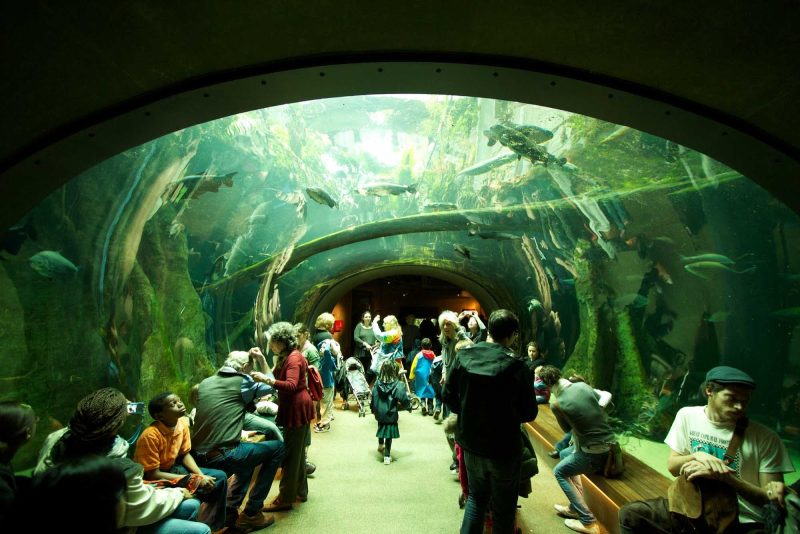 Visitors get a closeup look at marine life in the aquarium at San Francisco's Academy of Sciences.