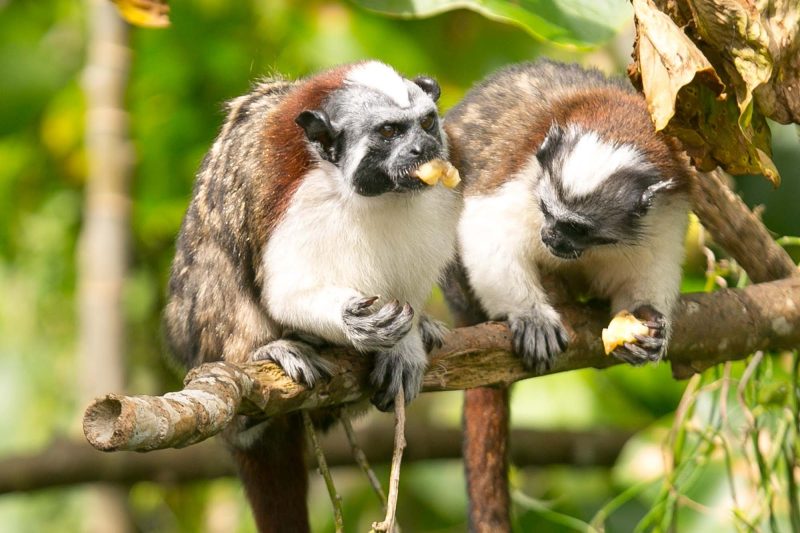 22 Night Journey to the Amazon Panama City to Panama City aboard Seven Seas Grandeur