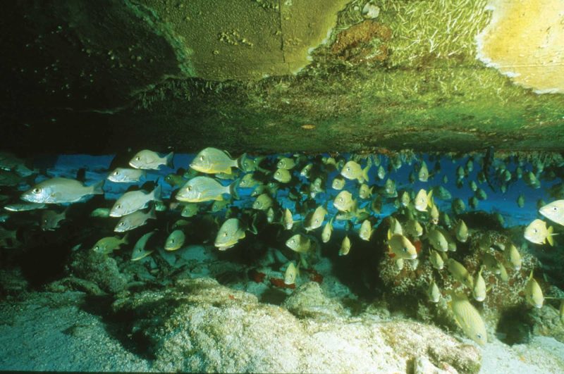 A school of tropical fish in Bermuda. Snorkeling and scuba diving are popular activities during a cruise shore excursion.