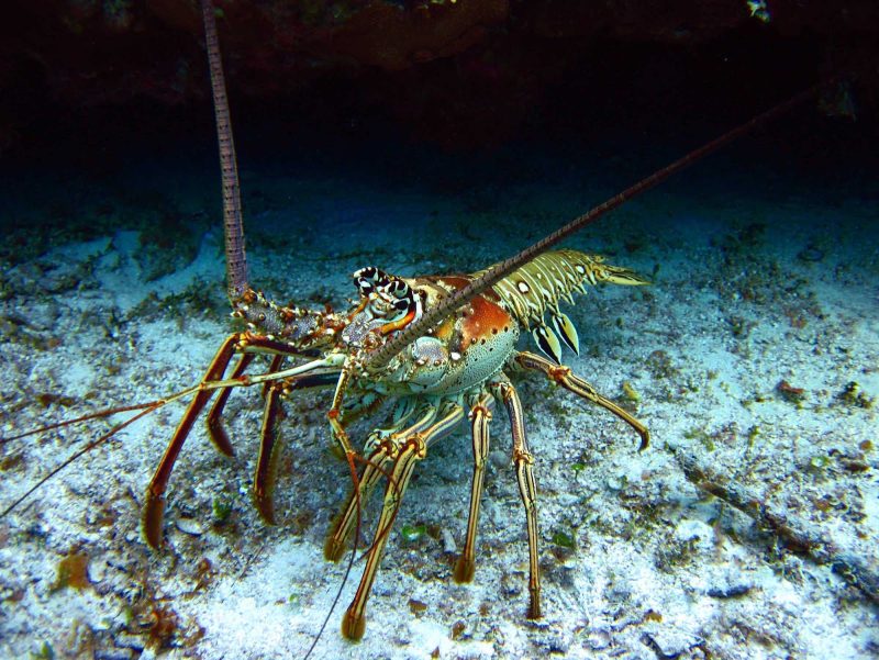 Lobsters in a Cozumel lagoon can be an undersea discovery one day, and a tasty dinner the next.