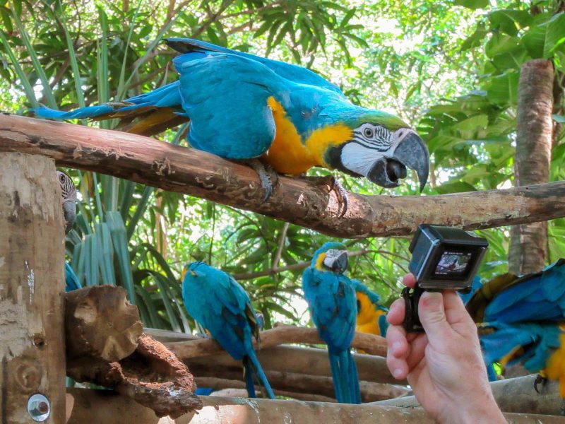 A macaw poses for a visitor at the cruise terminal in Cartagena, Colombia. 