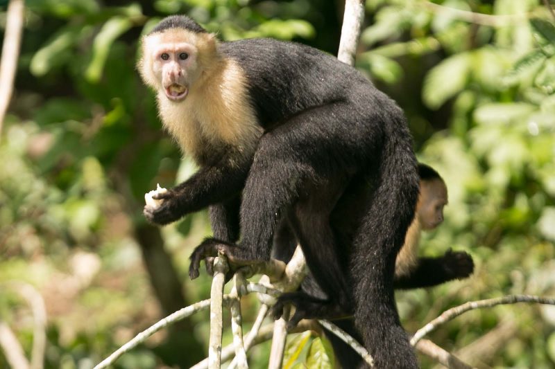 A white-faced capuchin has something to say at Monkey Island in Panama.