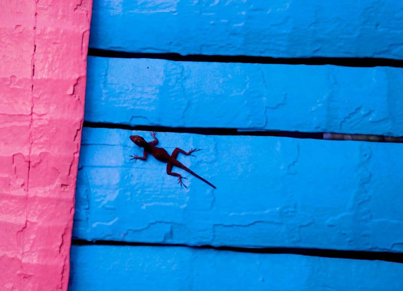 A lizard on a house in the Dominican Republic. 