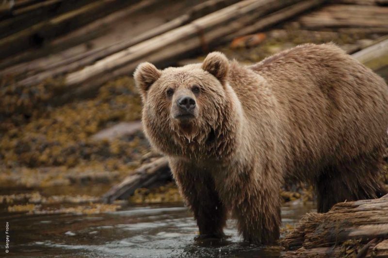 Go meet the famous Russian bears when you sail to Kamchatka in far eastern Russia with Silver Discoverer.