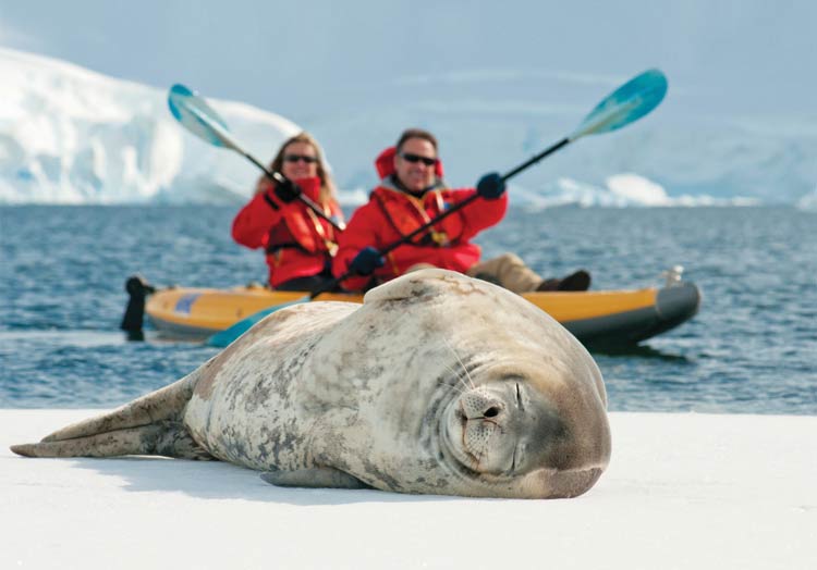 Kayak up close to sea lions, elephant seals and walruses on Lindblad Expeditions.